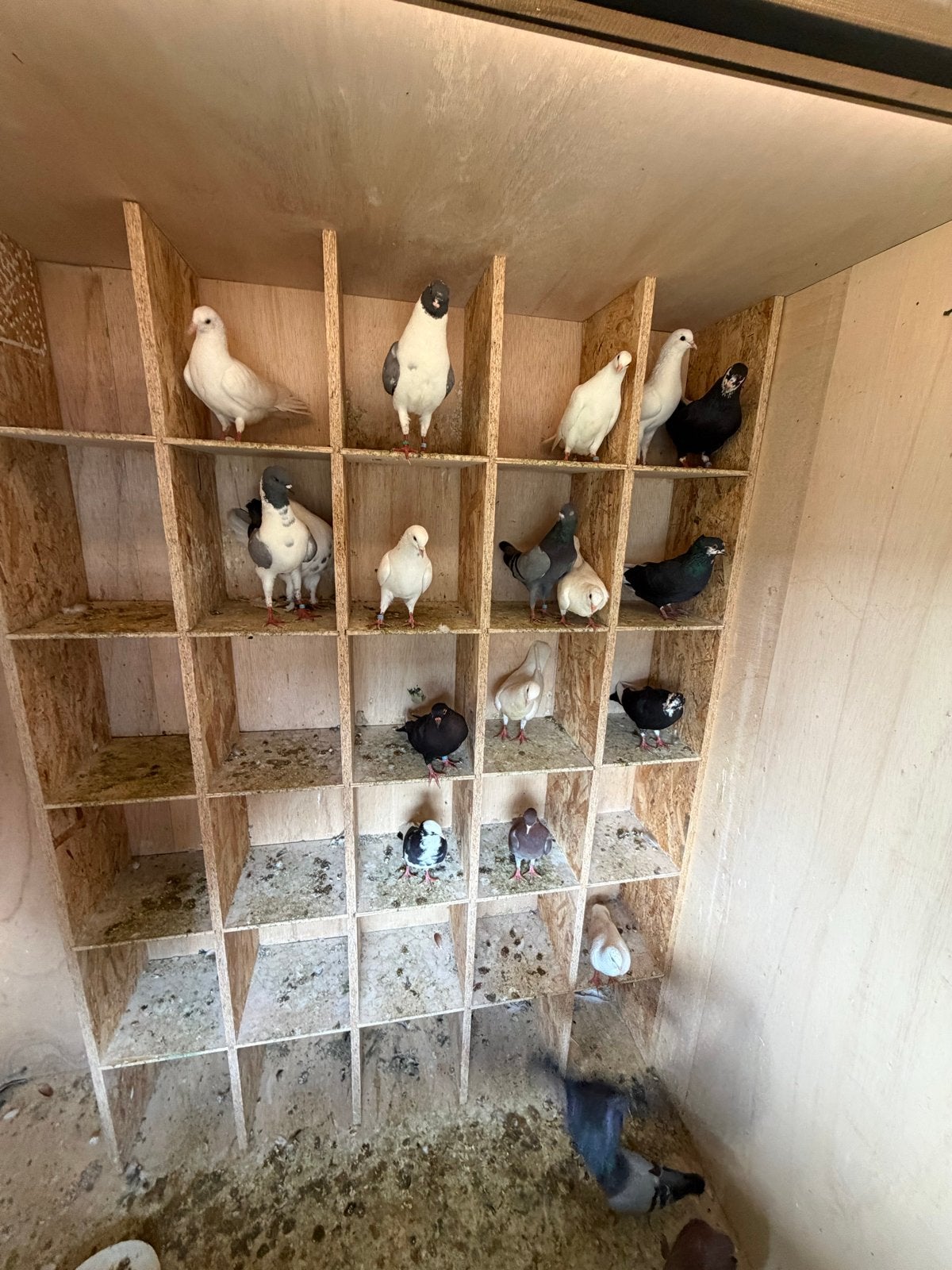 Duiven, Dieren en Toebehoren, Vogels | Duiven