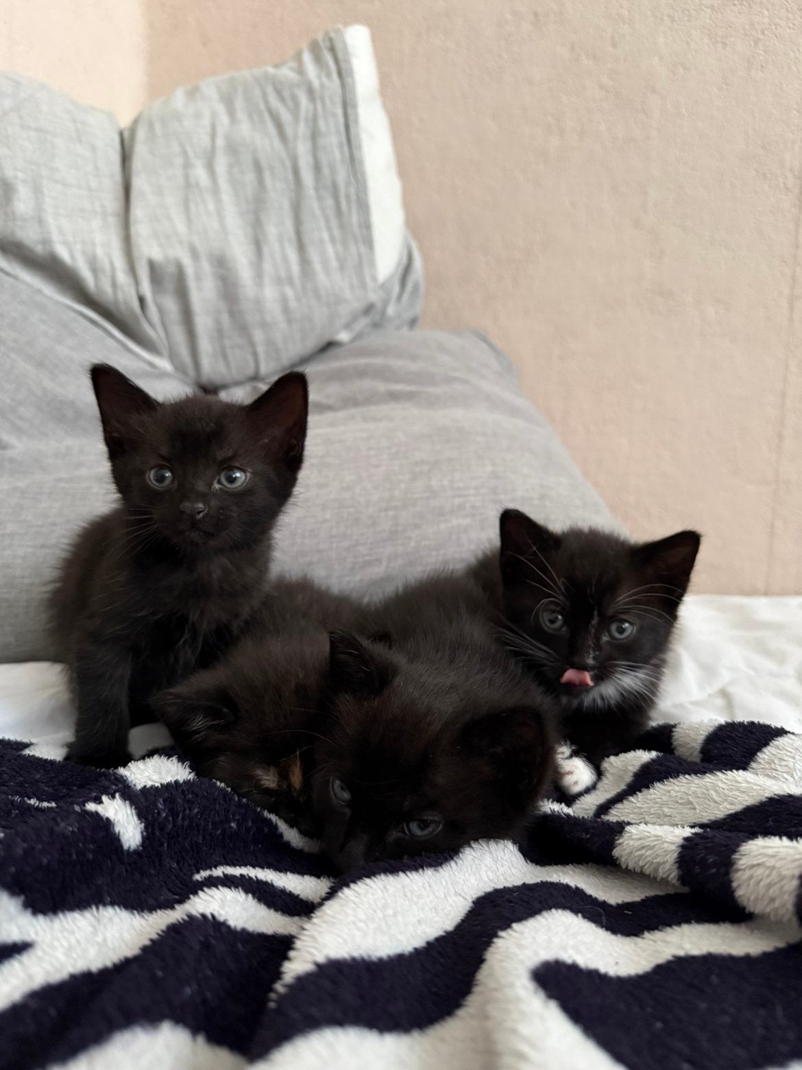 Gratis 2 kittens, Dieren en Toebehoren, Katten en Kittens | Overige Katten, Poes
