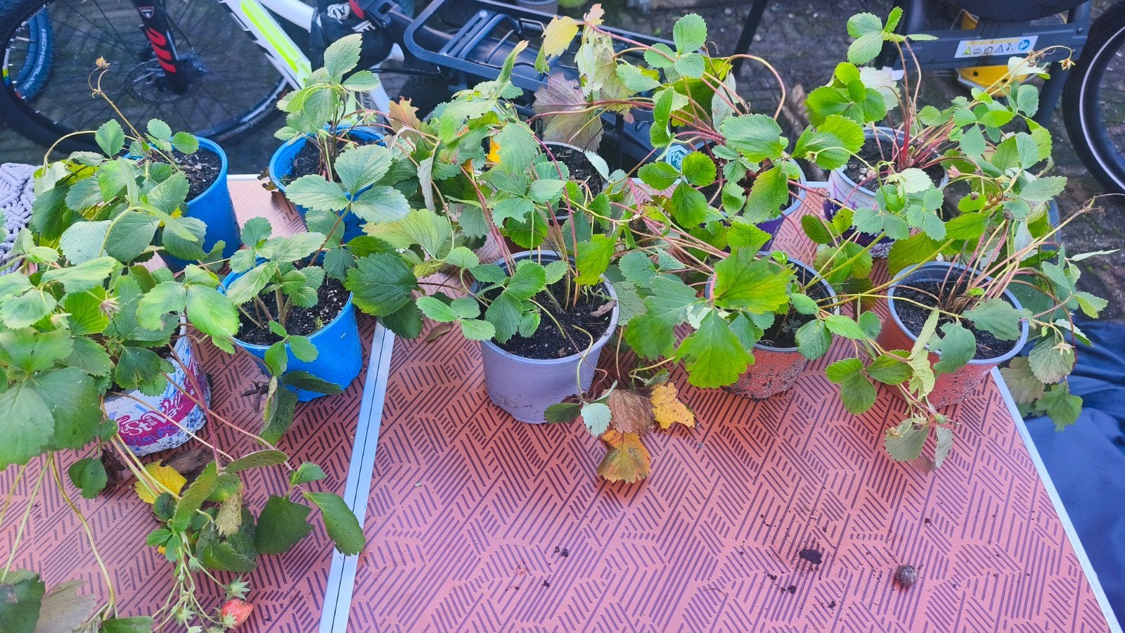 Eenjarige aardbeiplanten uit eigen tuin, Ophalen, Eenjarig, Fruitplanten, Volle zon