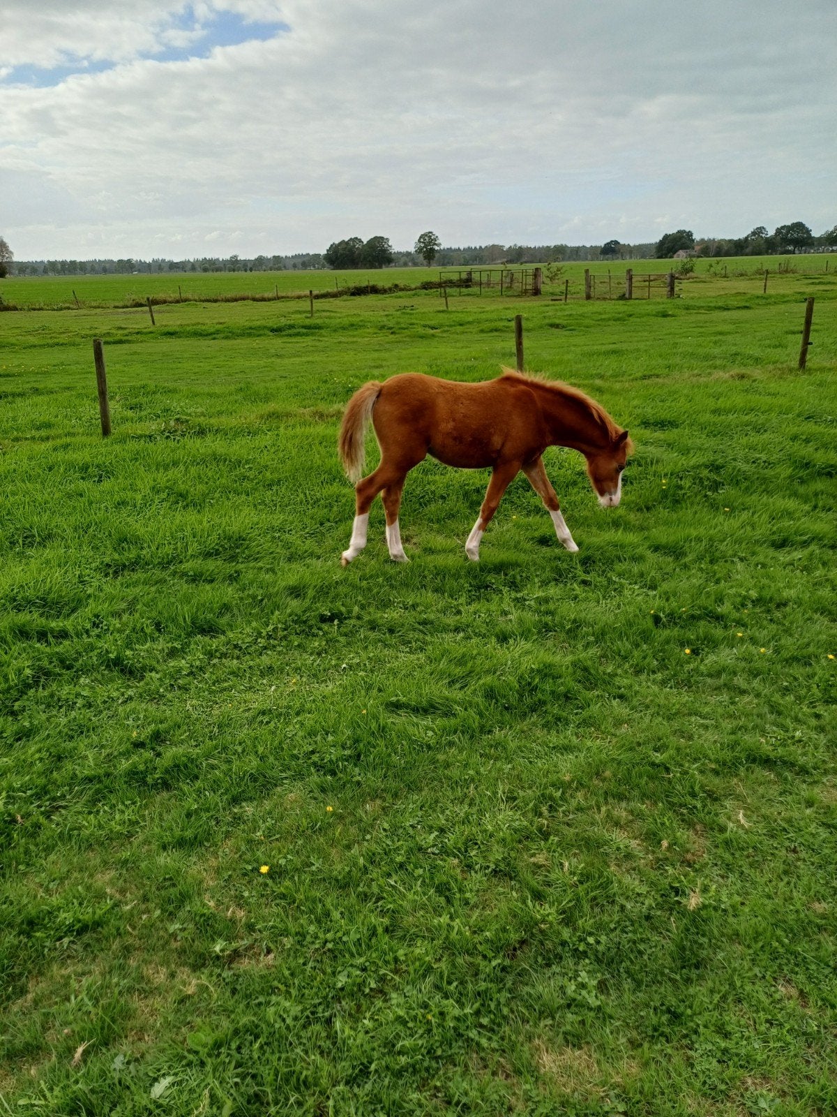 welsh merrieveulens en shetland hengstveulen, Hengst, A pony (tot 1.17m), 0 tot 2 jaar