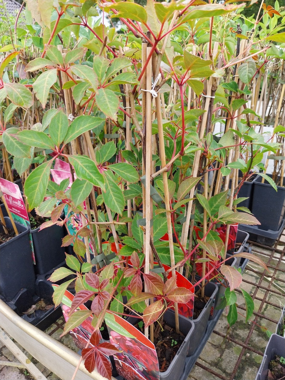 Parthenocissus Quinquefolia - Wilde Wingerd, Tuin en Terras, Ophalen, Volle zon, Vaste plant, Bloeit niet