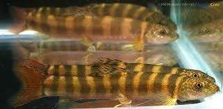 Schistura nicholsi - Roodstaart Zebra Steenkruiper -Koidream, Vis, Zoetwatervis