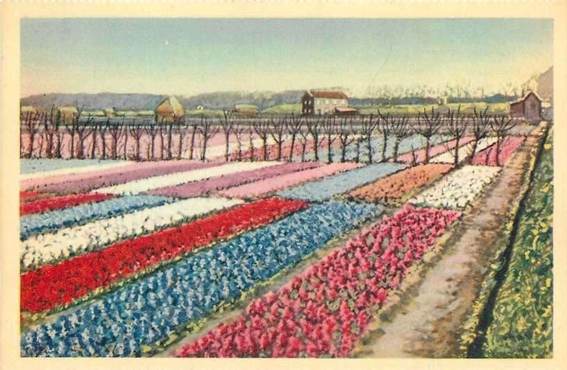 300-007-001 Nederland Bloembollenvelden, Verzenden, Voor 1920, Zuid-Holland