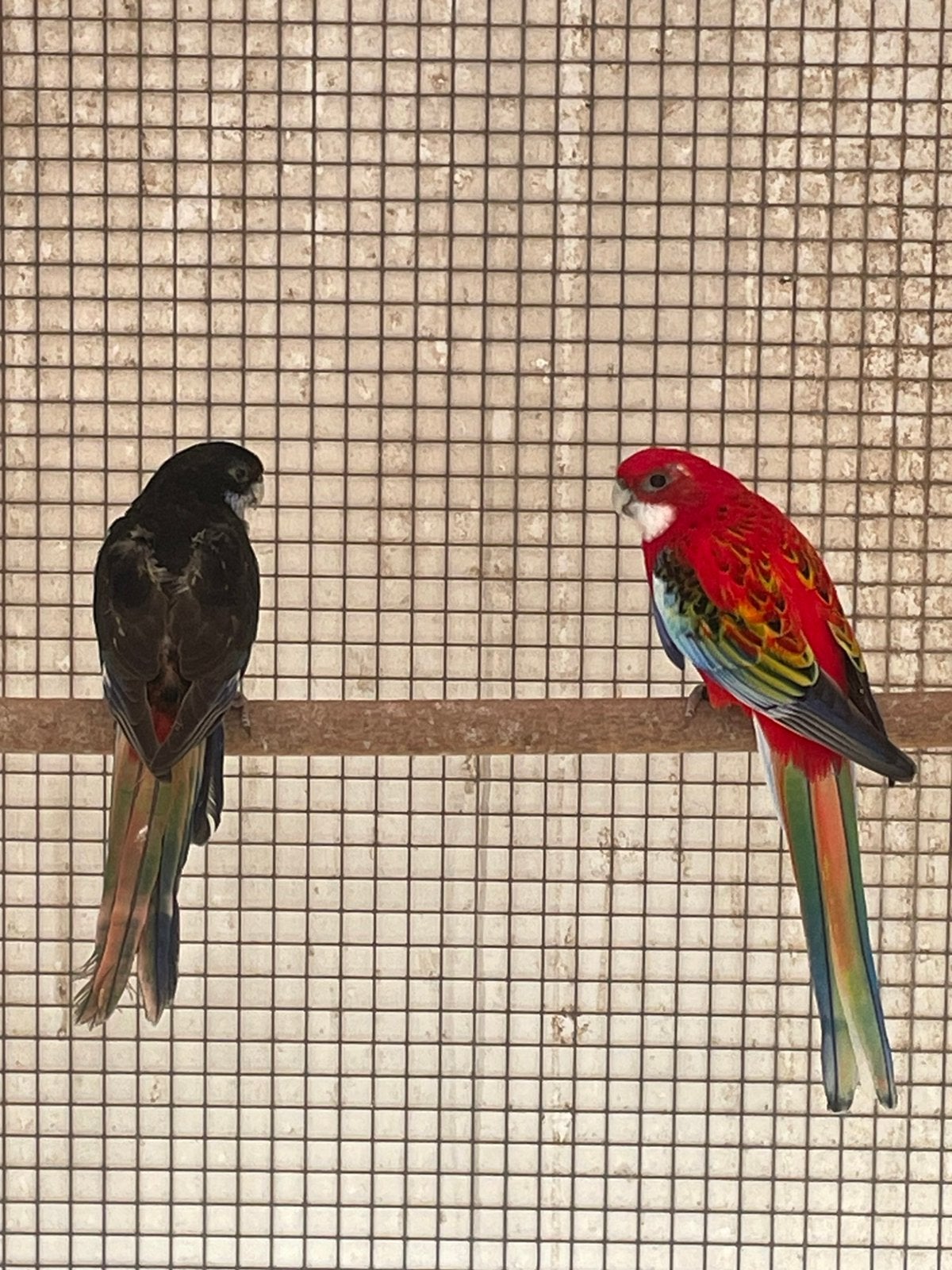 Koppel pracht Rosella s, Dieren en Toebehoren, Meerdere dieren, Parkiet, Geringd