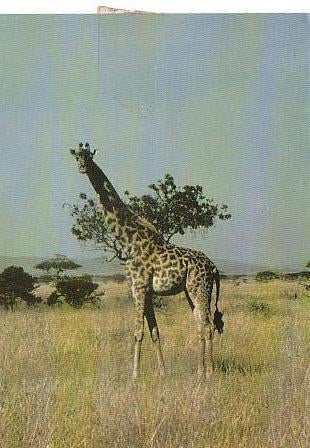Ansichtkaart	Giraffe	op de Serengeti vlakte, Verzenden, 1960 tot 1980, Gelopen, Wild dier