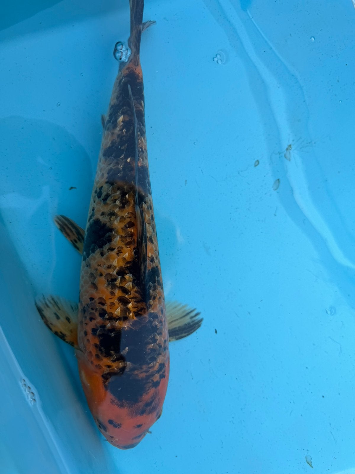 Ginrin Hi Utsuri koi, Dieren en Toebehoren, Karper of Koi