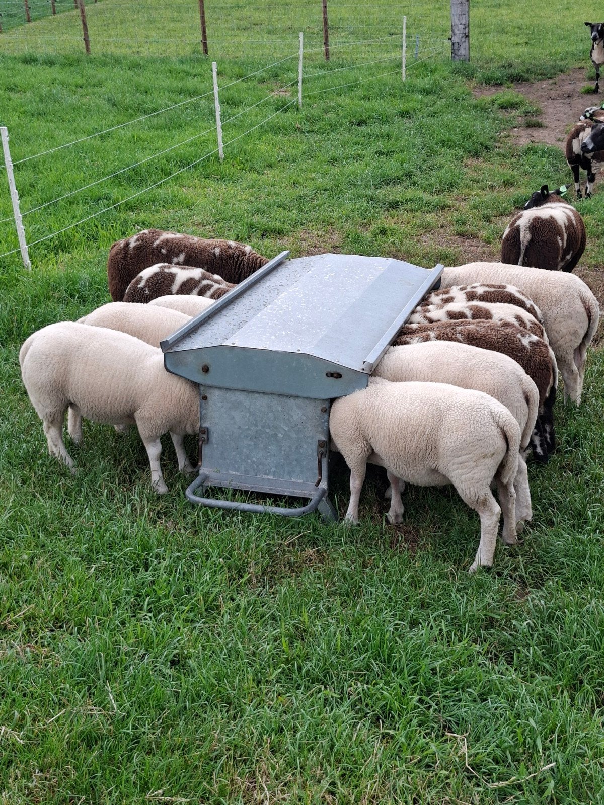 Bonte/witte schapen, Dieren en Toebehoren, Schapen, Geiten en Varkens