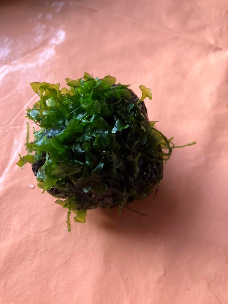 Lavasteentje met 2 soorten mos levermos bol, Ophalen of Verzenden, Plant(en), Steen of Hout