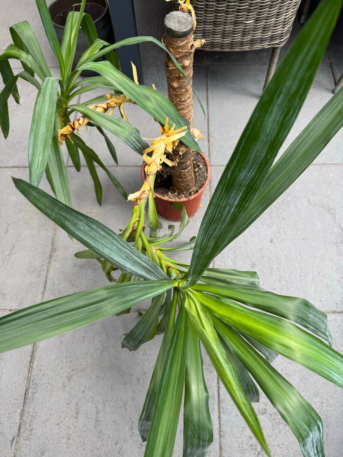 Yucca plant met twee stammen, Overige soorten, Volle zon, Vaste plant, Ophalen of Verzenden