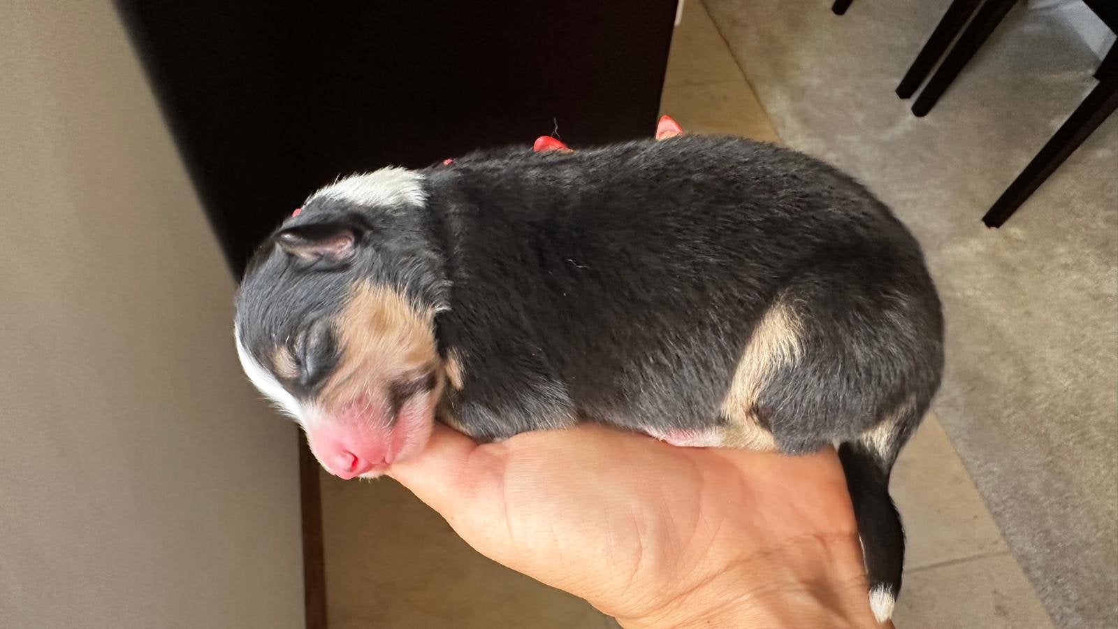Australische Herder, België, Particulier, 8 tot 15 weken, Teef