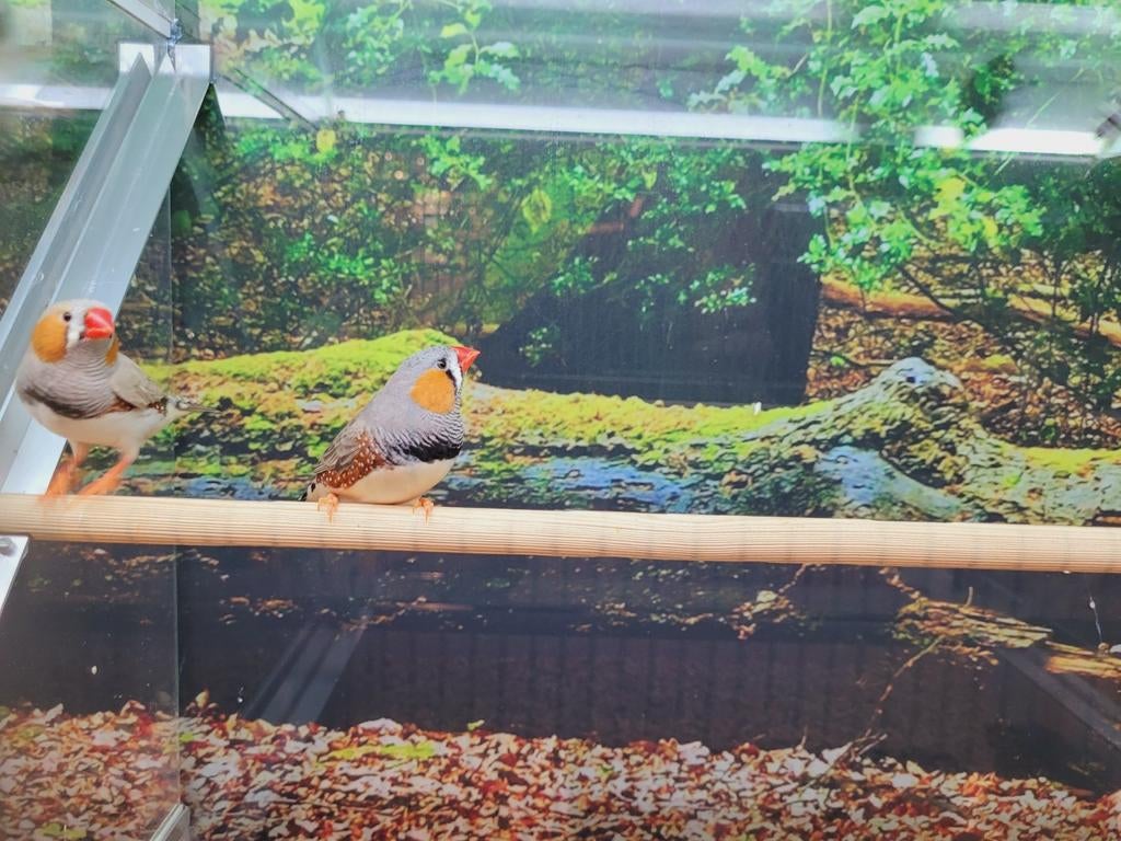 Zebravinken diverse koppels, Dieren en Toebehoren, Vogels | Overige Vogels, Meerdere dieren