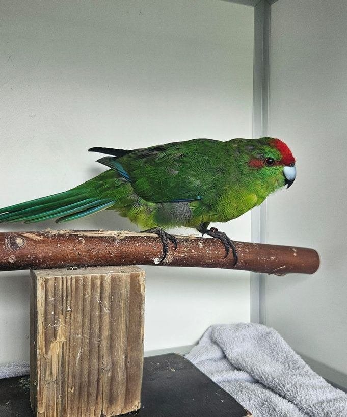 Plevier zoekt een huisje!, Mannelijk, Parkiet, Geringd
