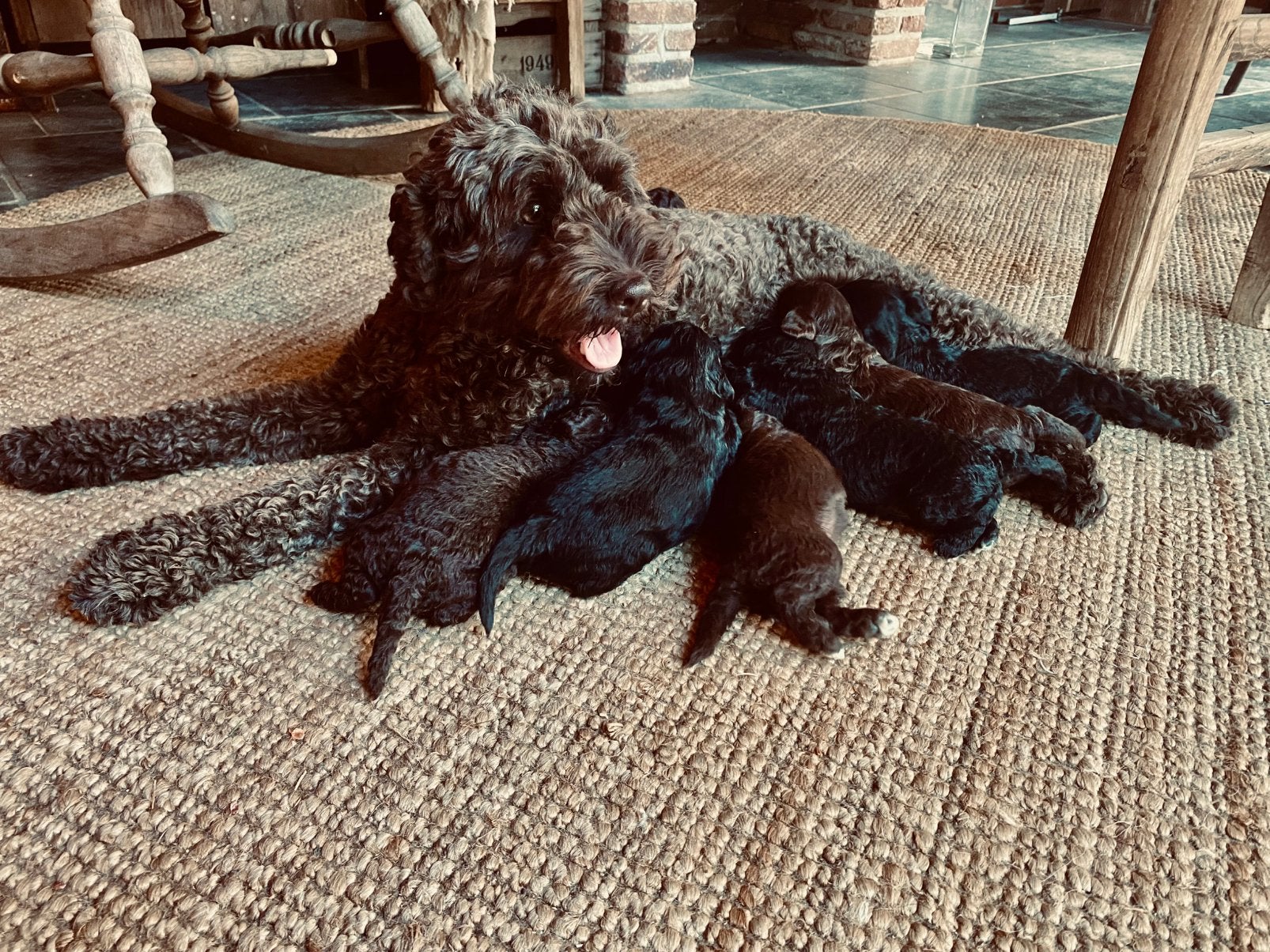 MINI x Medium labradoodle puppy’s Choco & Zwart, Dieren en Toebehoren, Parvo, Overige rassen, 8 tot 15 weken, Meerdere
