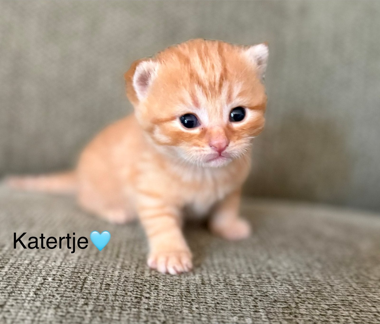 Lieve Britse kortharen kittens zoeken alvast een warm huisje, Meerdere dieren, Kortharig, 0 tot 2 jaar