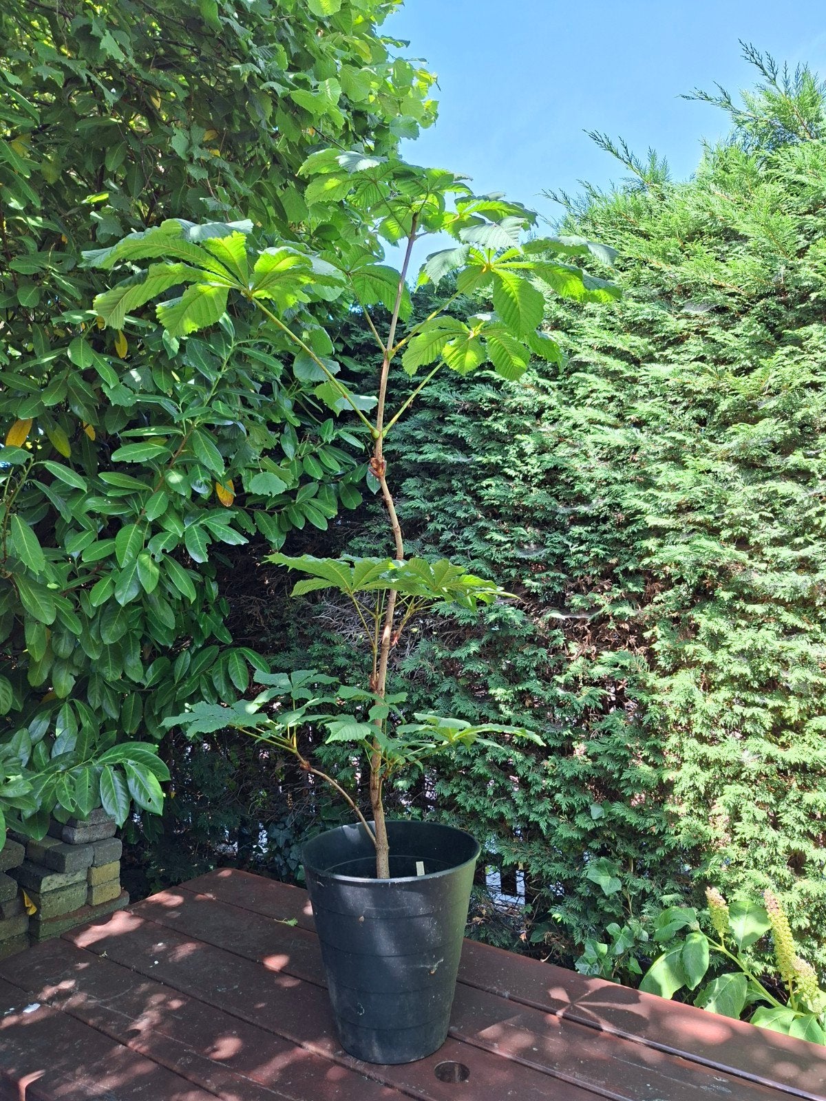 Kastanje in pot, Overige soorten, Minder dan 100 cm, Ophalen, Volle zon