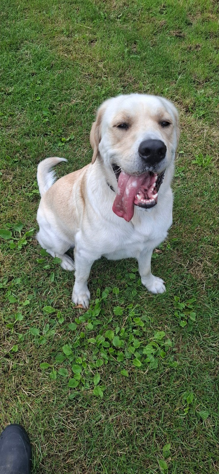 Beer verdient meer, Dieren en Toebehoren, Reu, 1 tot 2 jaar, Eén hond, Nederland