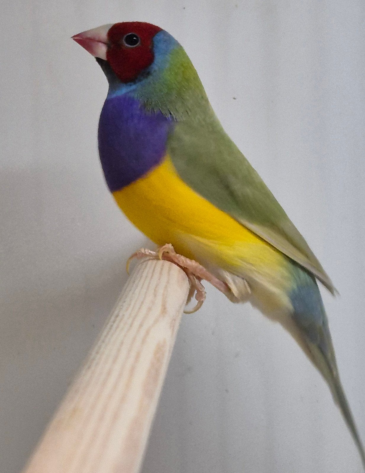 Goldamadine pastel man, Mannelijk, Geringd