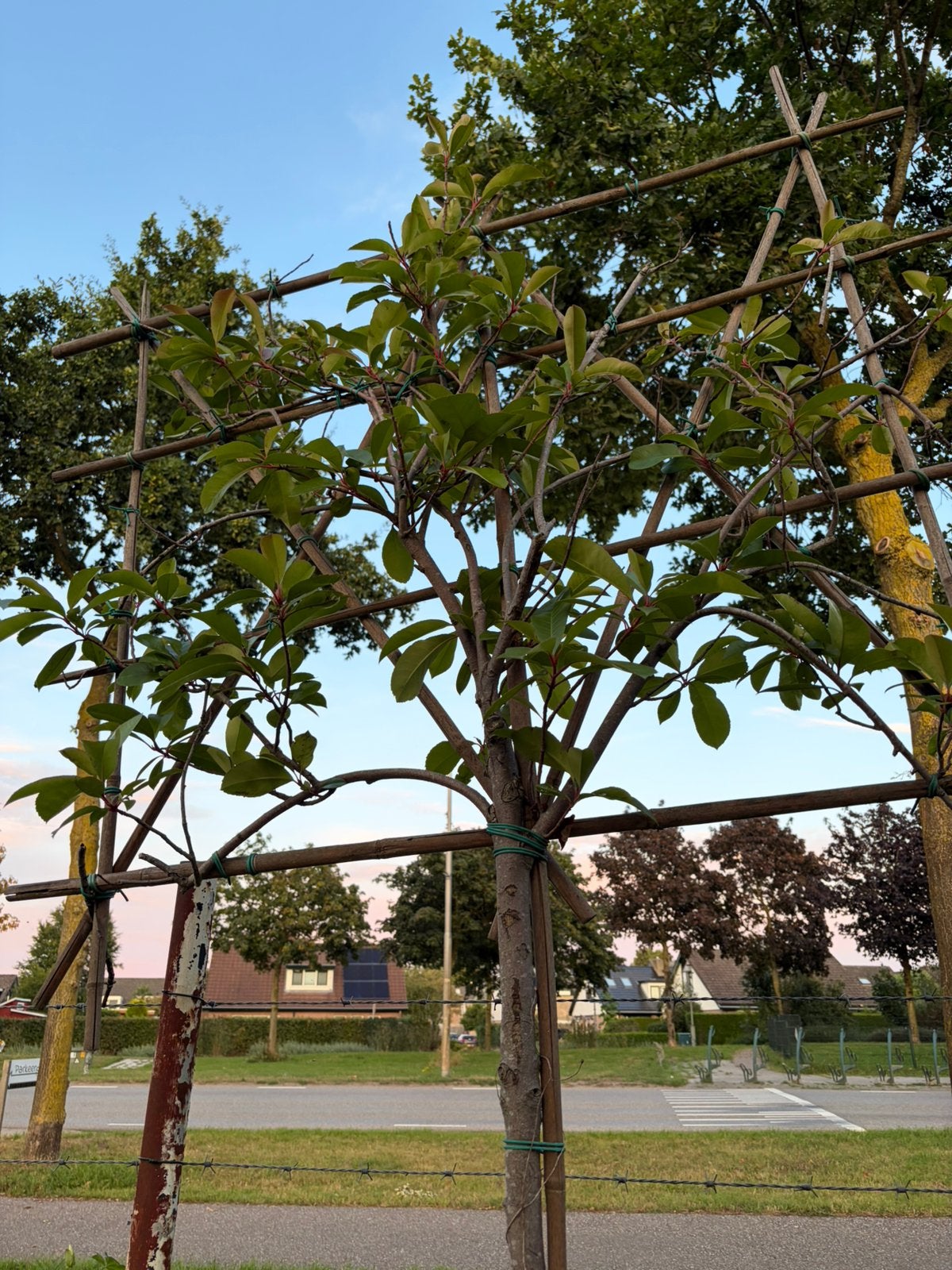 4 stuks Lei Photinia groenblijvende decoratieve bomen, Leiboom, Halfschaduw, 100 tot 250 cm, Ophalen