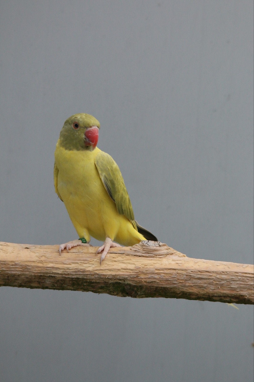 Halsbandparkiet Opaline Bleekstaart Grijsgroen pop 2026, Dieren en Toebehoren, Vrouwelijk, Parkiet, Geringd