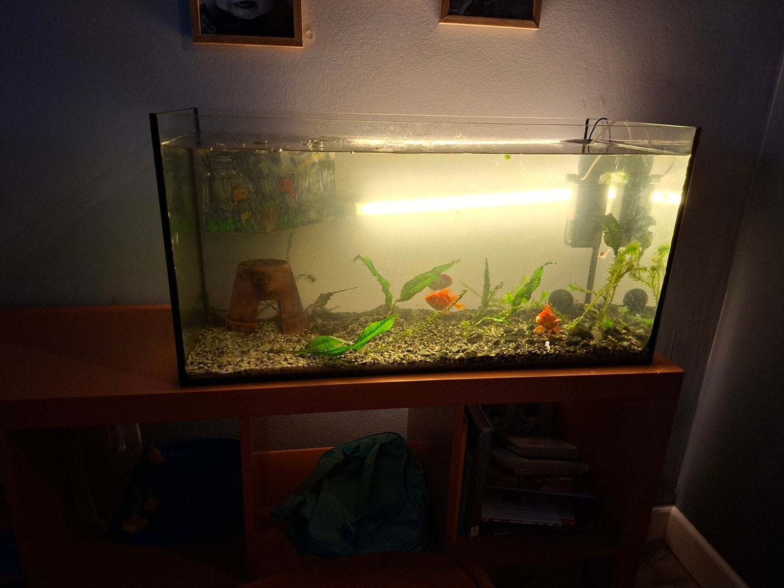 vissenkom met vissen, Dieren en Toebehoren, Ophalen, Zo goed als nieuw, Gevuld zoetwateraquarium