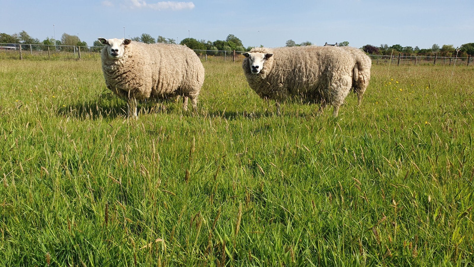 Schapenwol wit 25 kilo (zie omschrijving), Dieren en Toebehoren, Vrouwelijk, Schaap