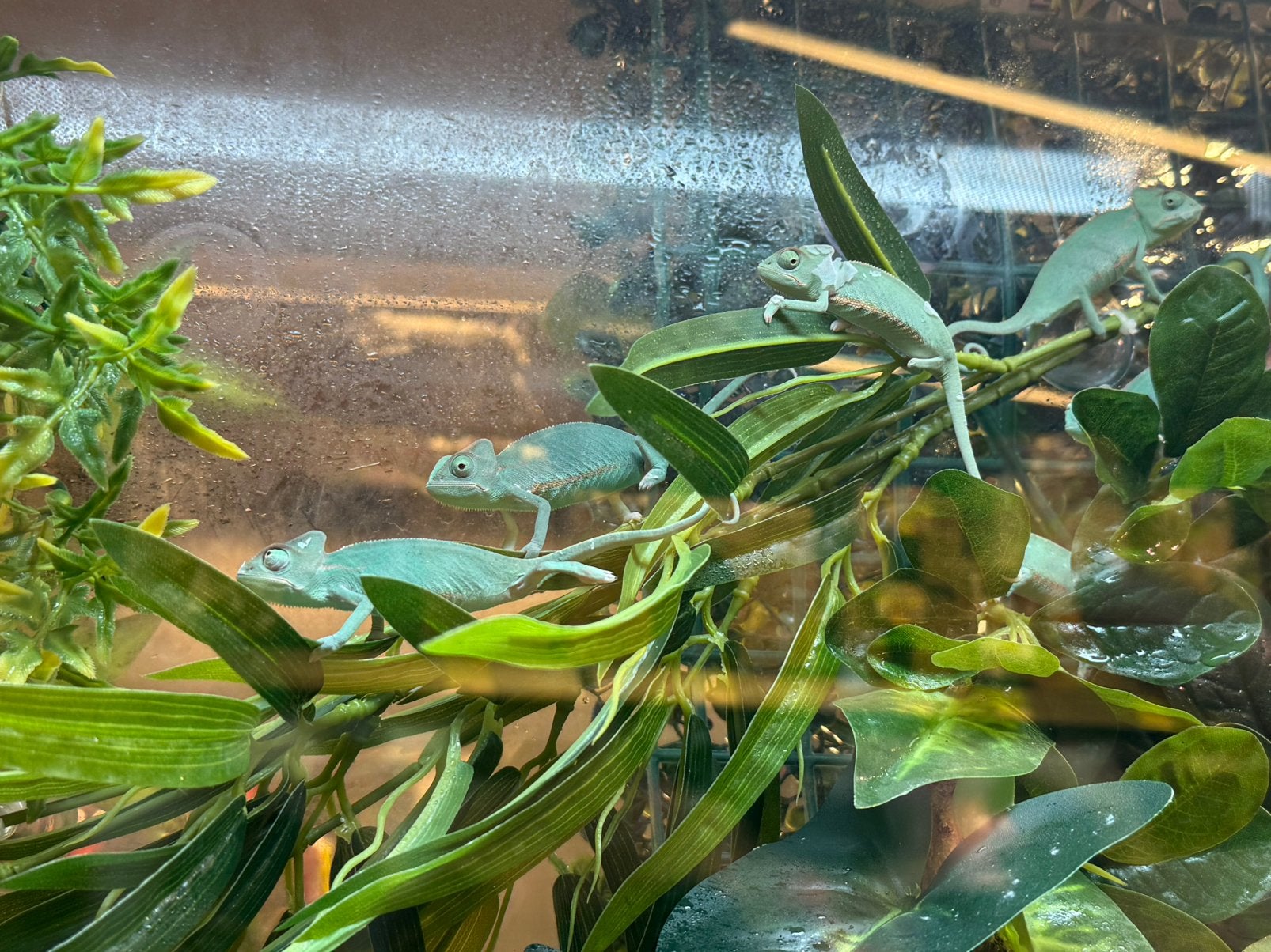 Jemen kameleon, Amfibie, 0 tot 2 jaar
