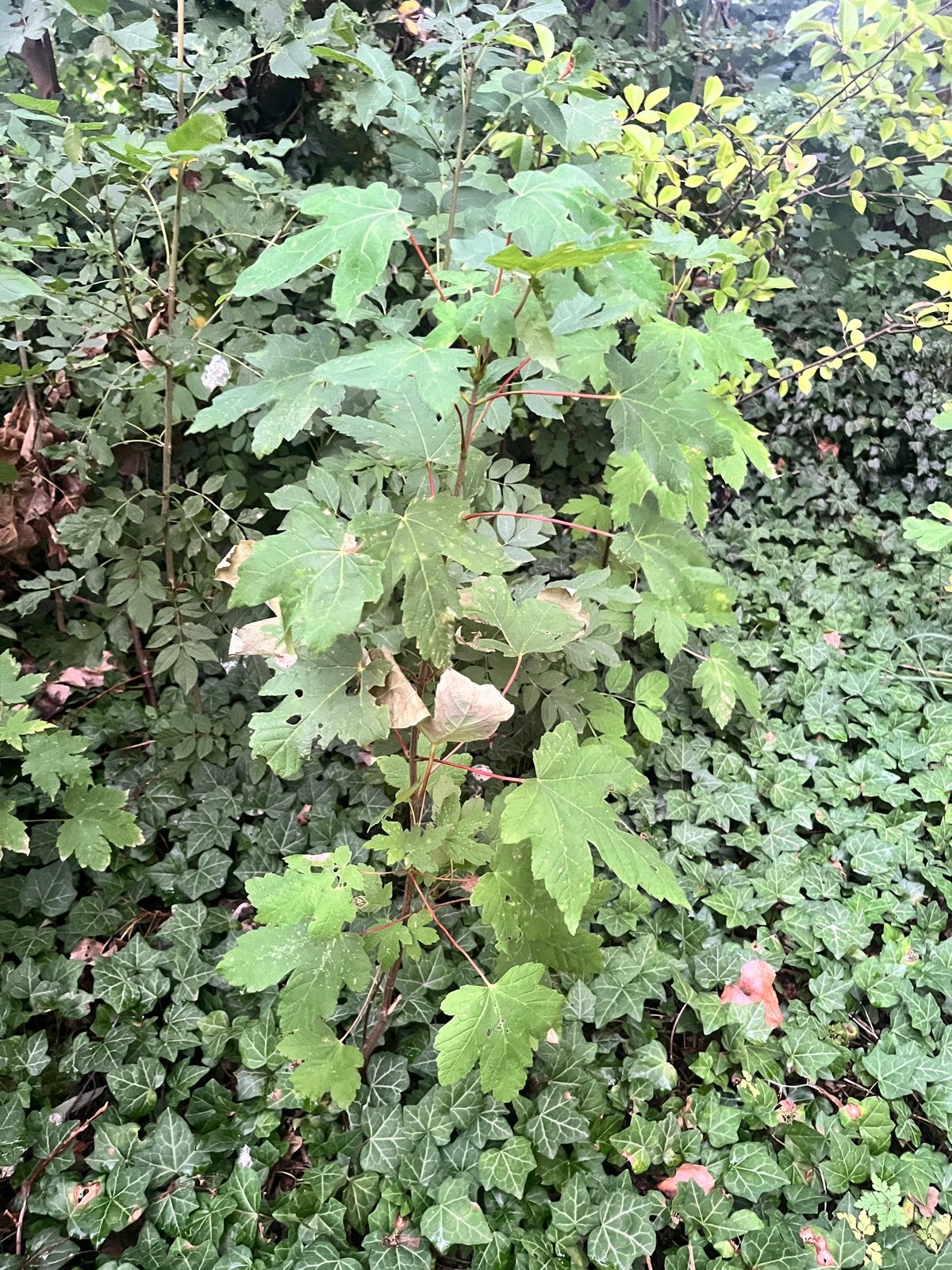 Meidoorn, Eiken & Esdoorn Zaailingen (10-160 cm), Tuin en Terras, Ophalen, Bloeit niet, Overige soorten, 100 tot 250 cm