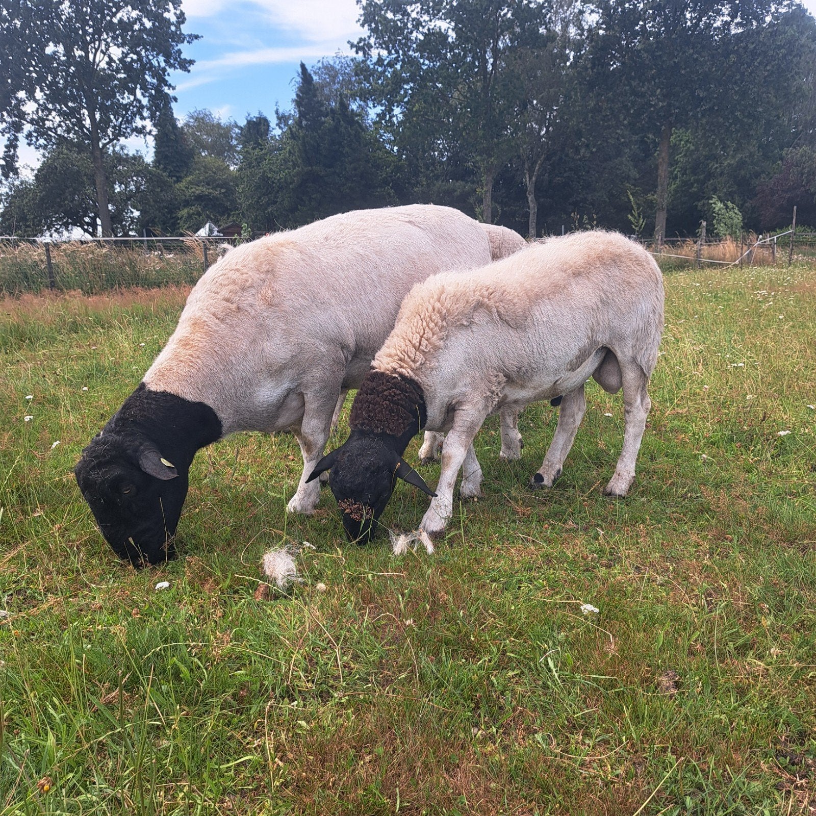 Dorper ram lam, Dieren en Toebehoren, Mannelijk, Schaap, 0 tot 2 jaar