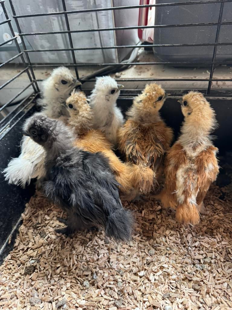 Te koop zijdehoen kuikens kriel, Dieren en Toebehoren, Pluimvee, Geslacht onbekend, Kip