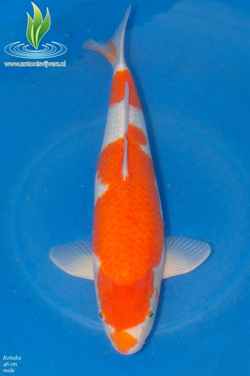 Kohaku, Karper of Koi