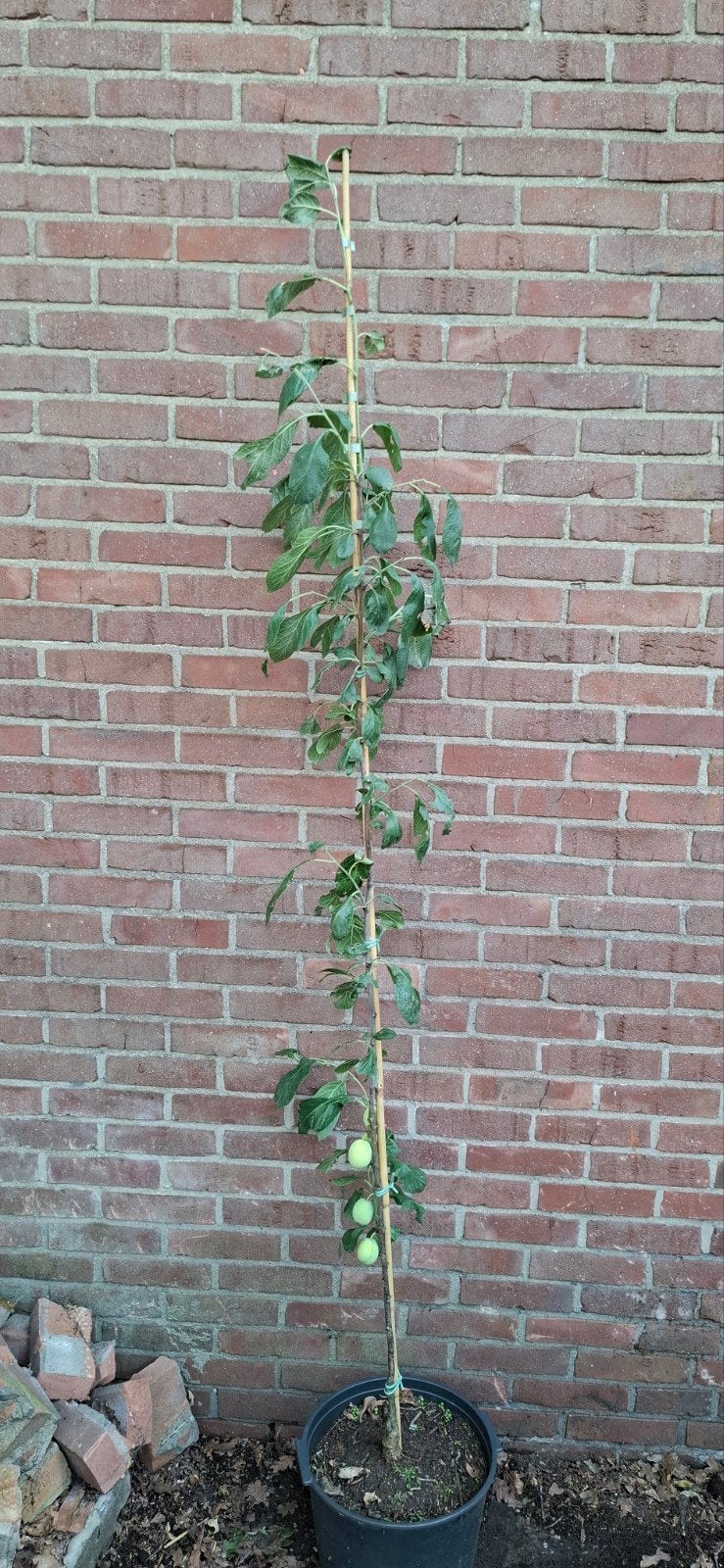 Prunus domestica, pruimenbomen, diverse soorten, Ophalen, Lente