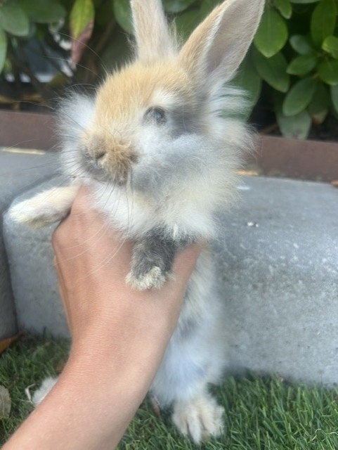 Lieve Lionlop voedster, Dieren en Toebehoren, Konijnen, Vrouwelijk, Dwerg, 0 tot 2 jaar