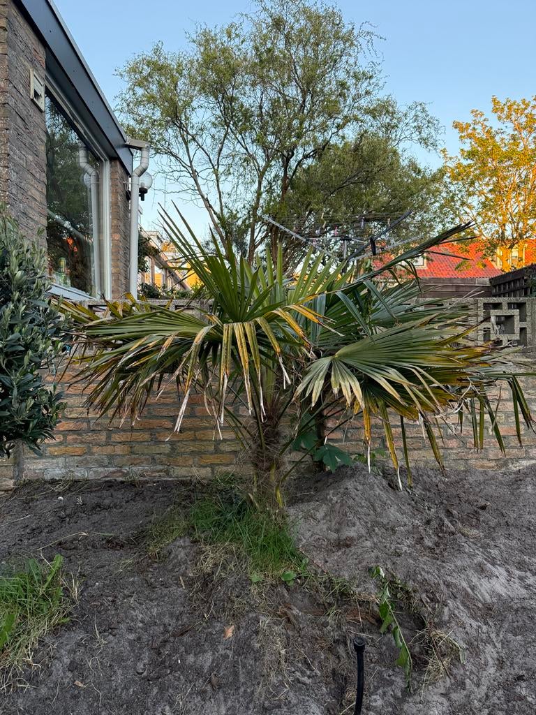 Winterharde Palmboom voor tuin of terras, 100 tot 250 cm, Zomer, Palmboom, Ophalen