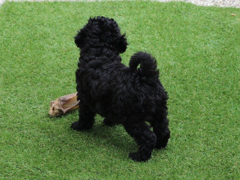 doodle pups beschikbaar, Dieren en Toebehoren, Honden | Niet-rashonden, Parvo, 8 tot 15 weken, Meerdere, Meerdere dieren