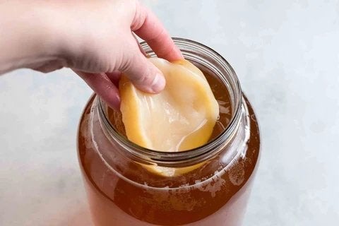 Kombucha SCOBY + startervloeistof, Ophalen