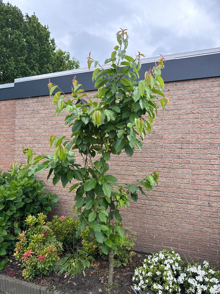 Kersenboom, Ophalen, 100 tot 250 cm, Kersenboom, Lente