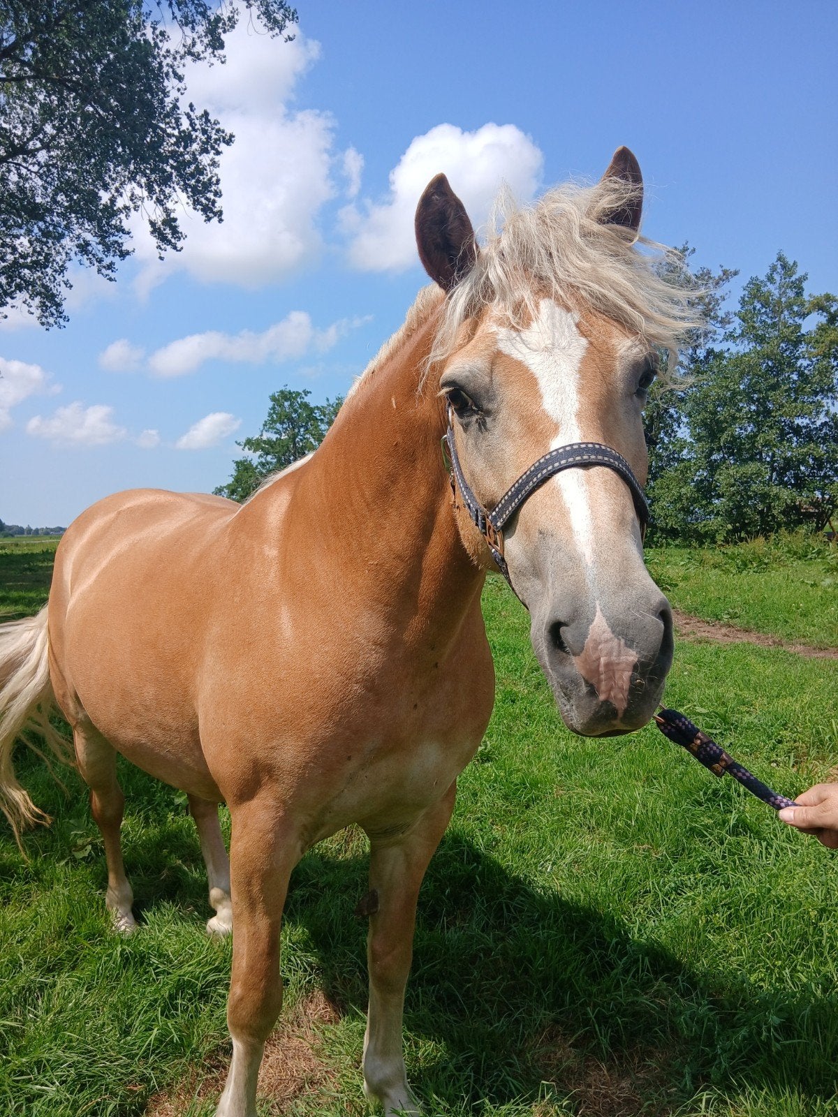 Lieve haflinger merrie, Dieren en Toebehoren, Merrie, B, 11 jaar of ouder, Recreatiepony