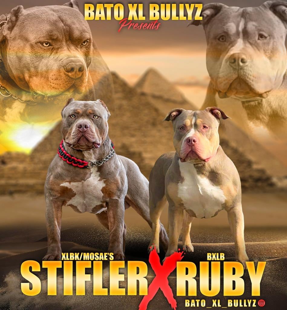 American Bully XL Pups, Dieren en Toebehoren, Overige rassen, 8 tot 15 weken, Parvo, Meerdere