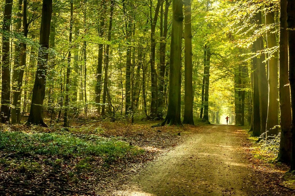Nette man zoekt vrouw/ wandelmaat leeftijd tussen 42-58 jaar