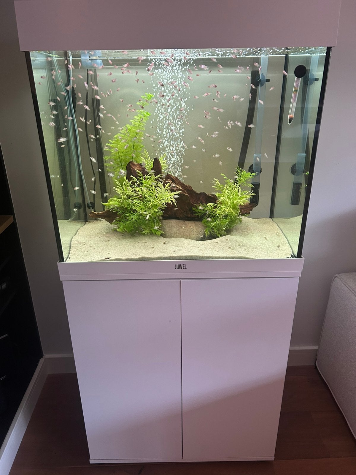 Juwel aquarium incl blue acara vissen en toebehoren, Ophalen, Zo goed als nieuw, Gevuld zoetwateraquarium