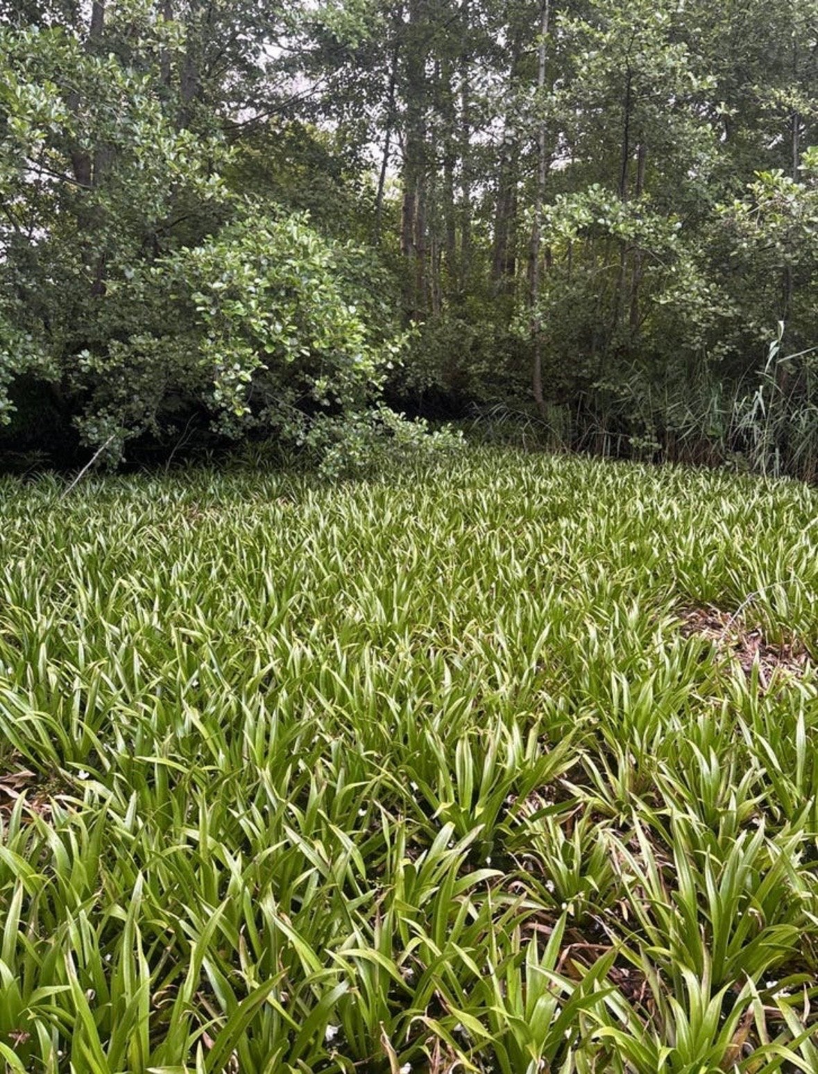 Krabbenscheer zuurstofplanten voor een heldere vijver, Tuin en Terras, Vijvers, Ophalen of Verzenden, Gebruikt