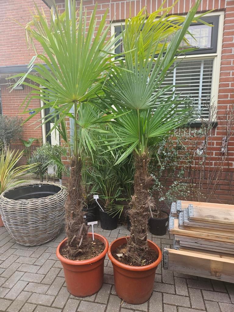 Trachycarpus fortunei: palmboom winterhard, Tuin en Terras, Planten | Bomen, Volle zon, Ophalen of Verzenden, 100 tot 250 cm, Zomer