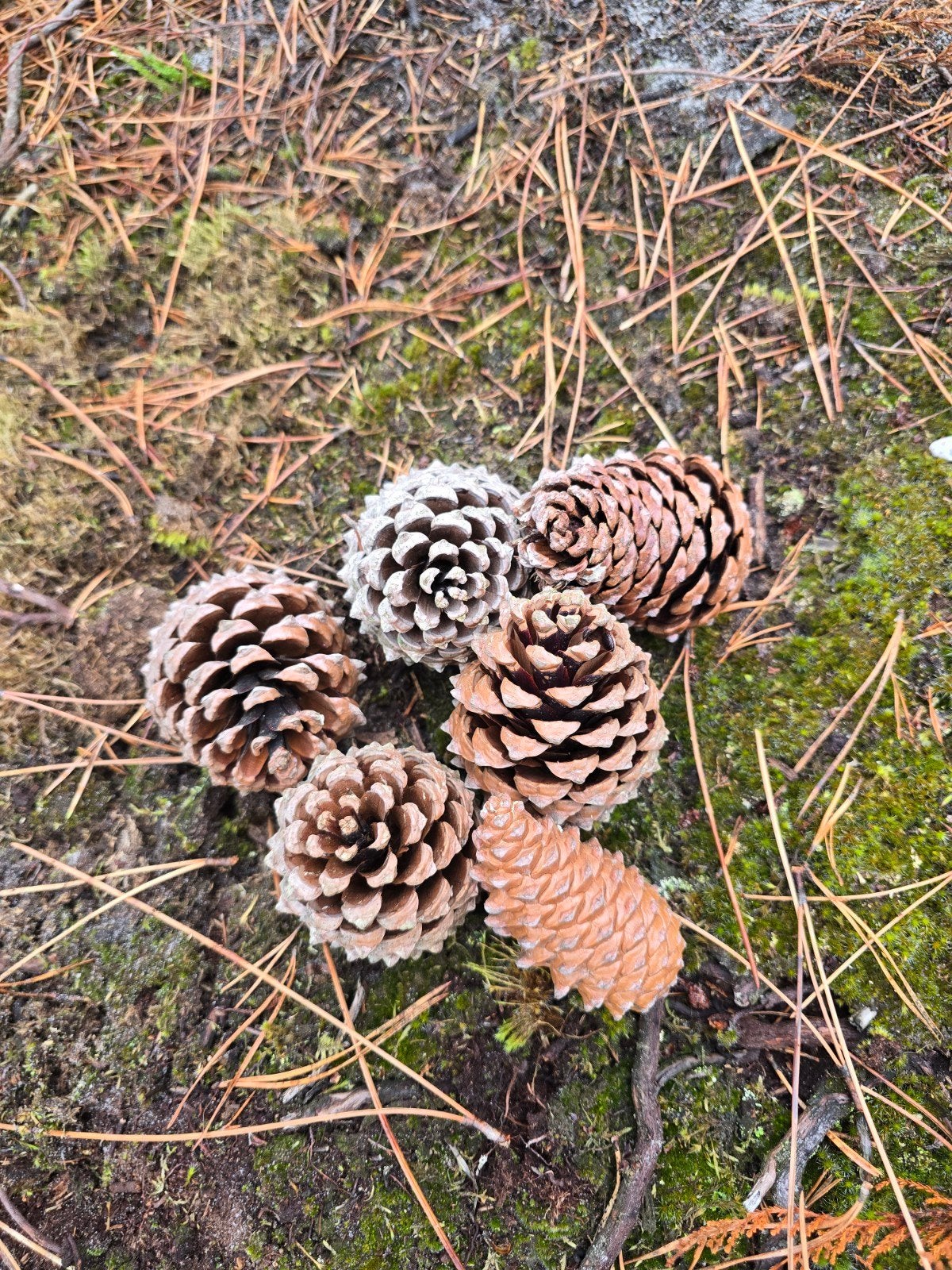 Dennenappels - Decoratie en knutselmateriaal, Hobby en Vrije tijd, Ophalen of Verzenden