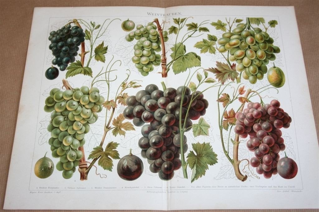 Antieke kleurenlitho - Druiven Wijndruiven - Ca 1900, Ophalen of Verzenden