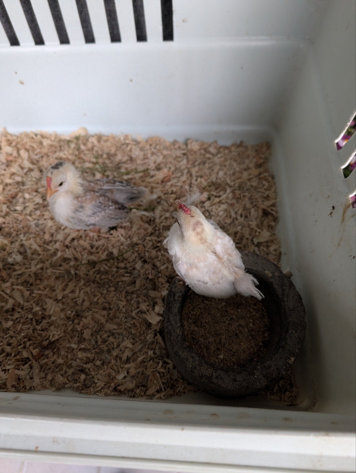 2 serama kuikens, Dieren en Toebehoren, Pluimvee, Geslacht onbekend
