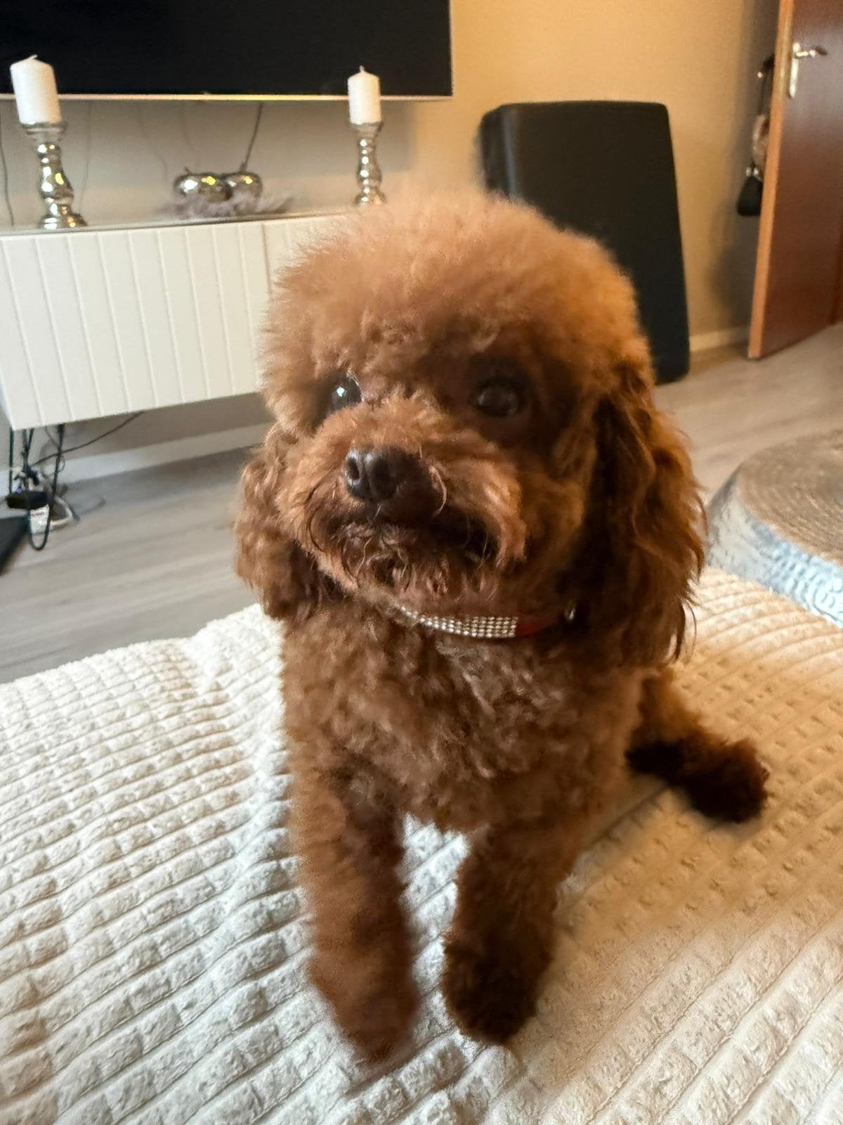 extreem kleine Aziatische toypoedel teefje  zoekt droomhuis, Poedel, 1 tot 2 jaar, Teef, Eén hond