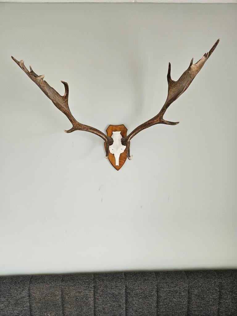 Herten Gewei op Houten Schild - Decoratief, Ophalen