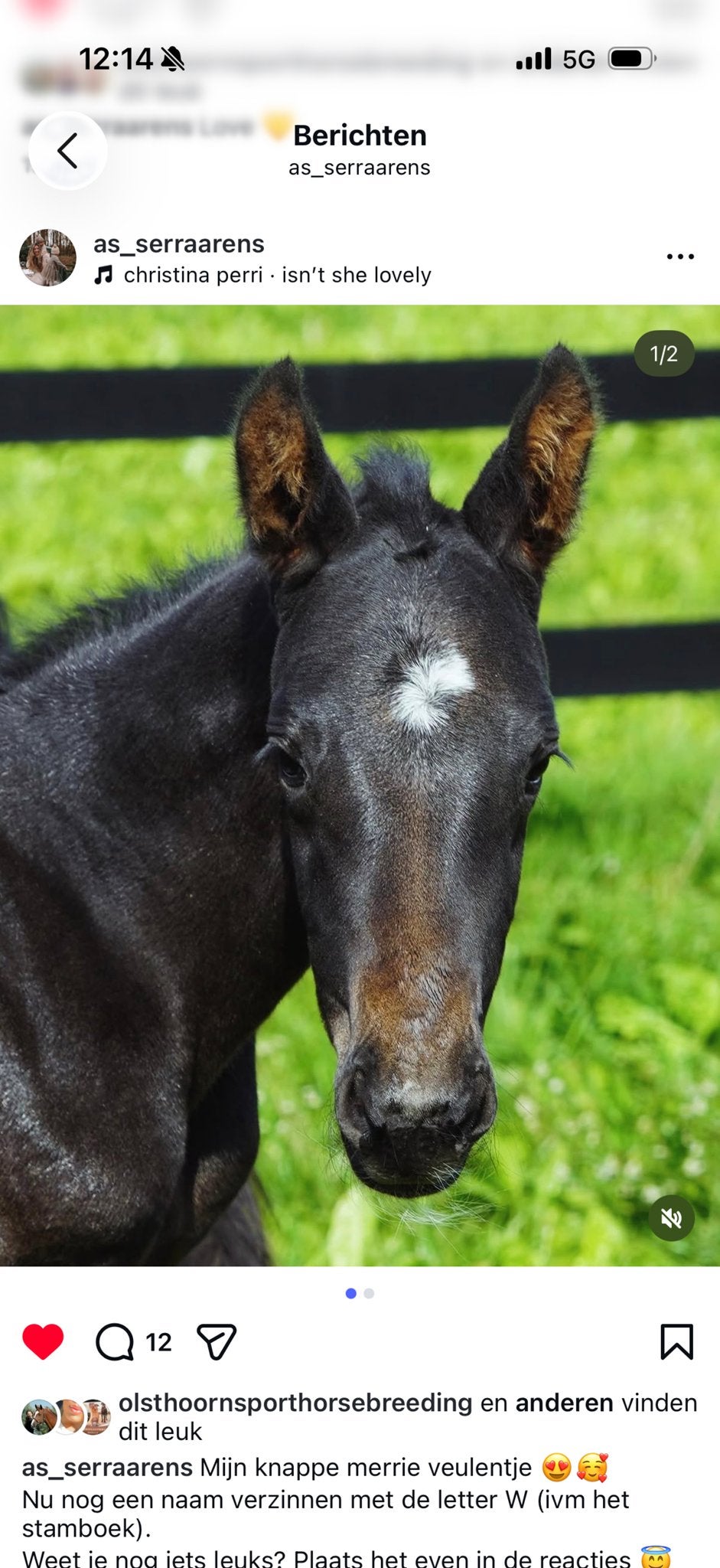 Metrie veulentje zoekt vriendinnetje van de zelfde leeftijd, Dieren en Toebehoren, Stalling en Weidegang, Opfok, 1 paard of pony