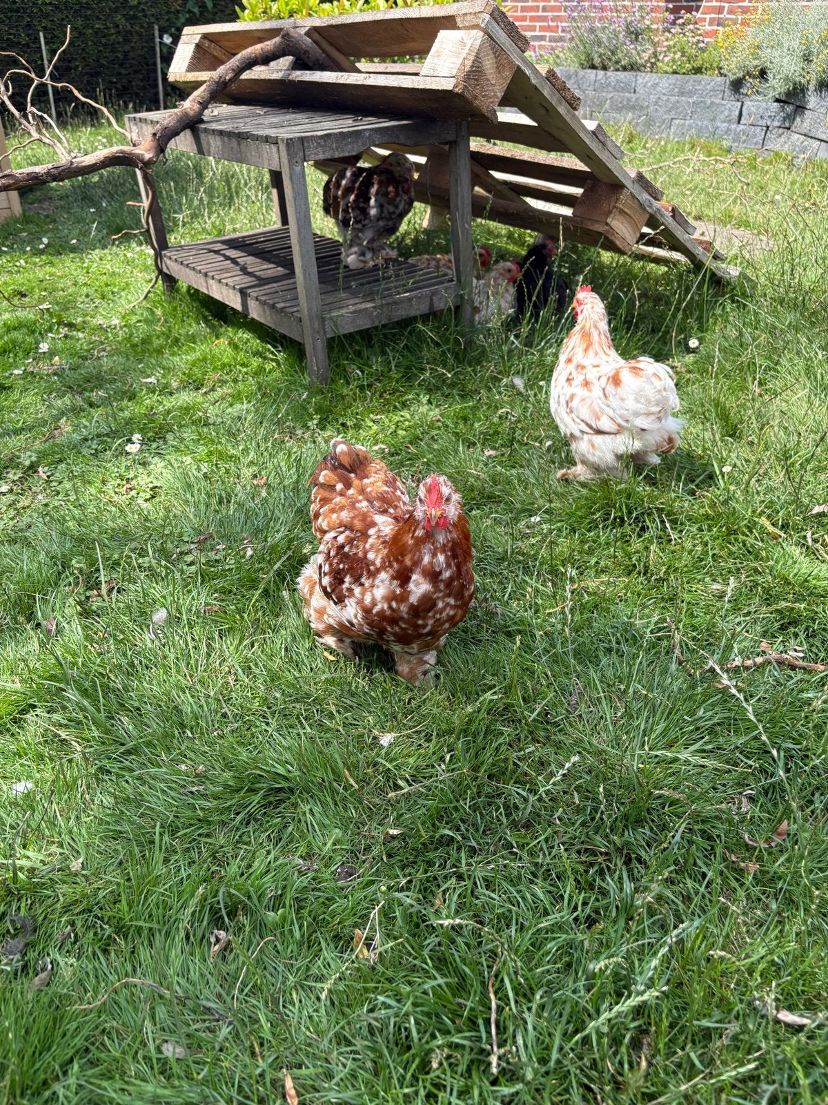 Cochin kriel hanen, Dieren en Toebehoren, Pluimvee, Mannelijk, Kip