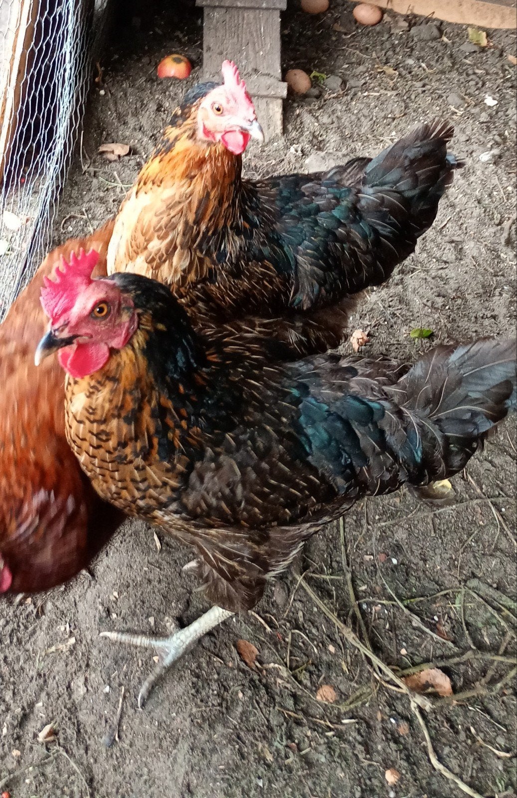 2 Harco kippen groot. raskippen., Dieren en Toebehoren, Pluimvee, Vrouwelijk, Kip
